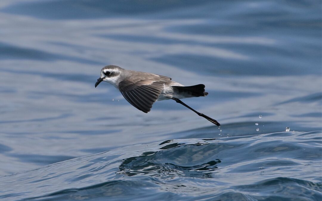 Scienza: plastica negli oceani minaccia sopravvivenza uccelli marini oceanici in estinzione