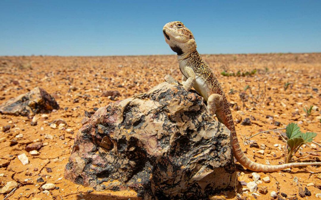 Serpenti, iguane e lucertole: c’è di tutto nelle case degli austrauliani