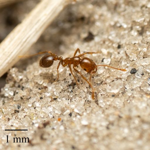 Non solo formiche di fuoco: SOS invasione di insetti alieni