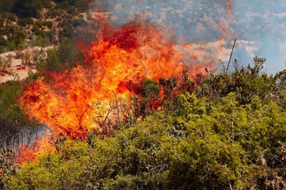 CNR, resilienza aiuta ecosistemi a superare impatto degli incendi