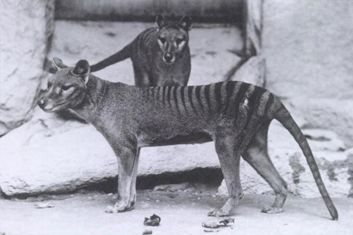 Tigre della Tasmania, sequenziato il primo RNA da un animale estinto