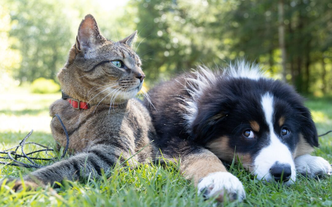 Diete vegane per cani e gatti potrebbero avere benefici ambientali