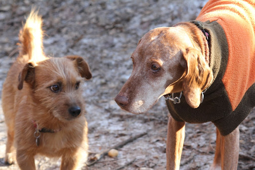 Cani, quelli grandi invecchiano prima, ma meglio