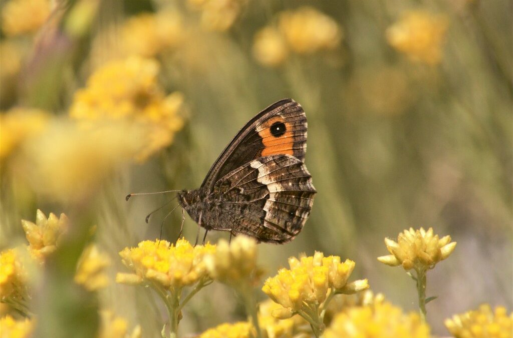 UniFi, cittadini scienziati riscoprono farfalle che temevamo scomparse