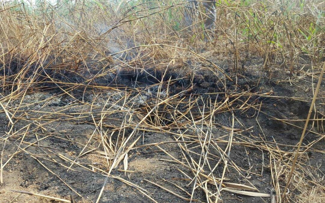 UniFi: studio rivela impatto degli “incendi fantasma” nelle torbiere