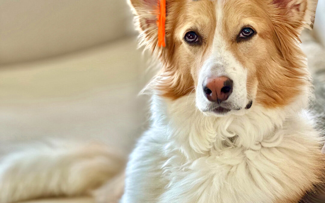 Individuati i geni alla base della socialità e intelligenza dei cani da pastore