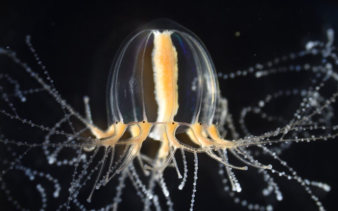 Ecco come le meduse rigenerano i loro tentacoli