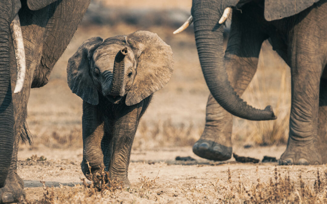 Le aree protette per gli elefanti funzionano meglio se sono collegate
