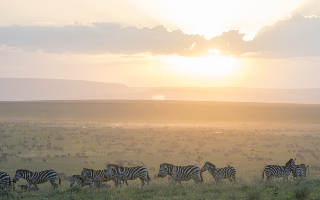 Le pratiche pastorali Masai non impattano sulla Riserva Nazionale Maasai Mara