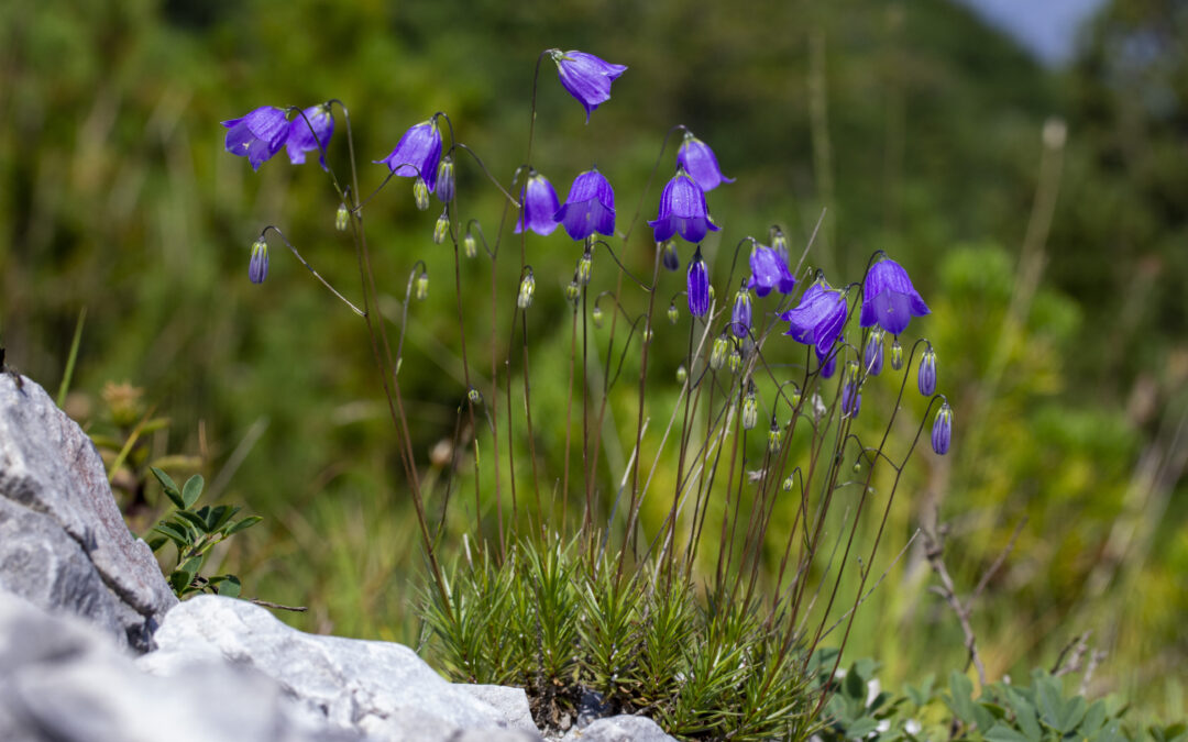 Scoperta una nuova specie di Campanula nelle Prealpi bergamasche