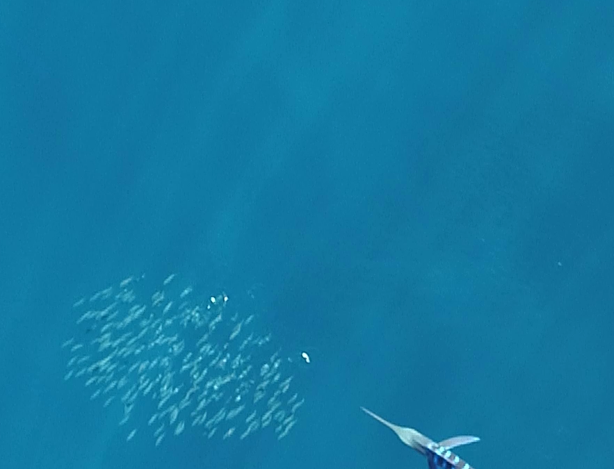 I marlin striati cambiano colore per attaccare le prede