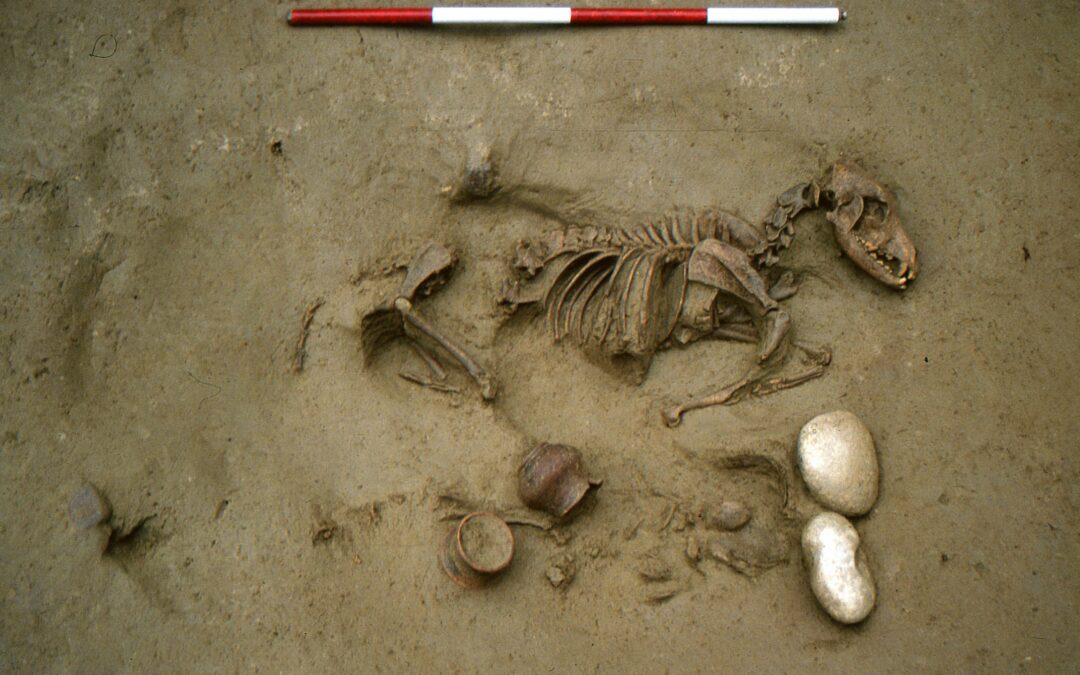 Verona, necropoli preromana rivela sepolture di uomini insieme ai loro animali