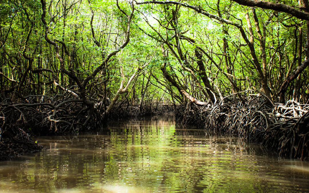 Aumenti esorbitanti delle emissioni di CO2 a causa della perdita delle mangrovie