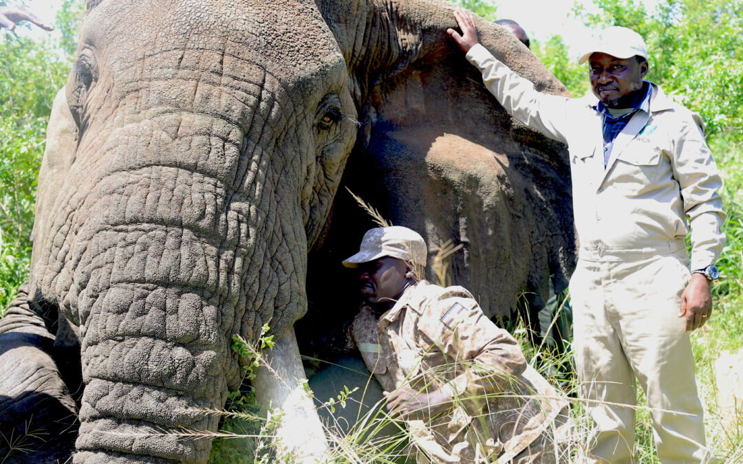 Il cambiamento climatico minaccia gli elefanti più anziani