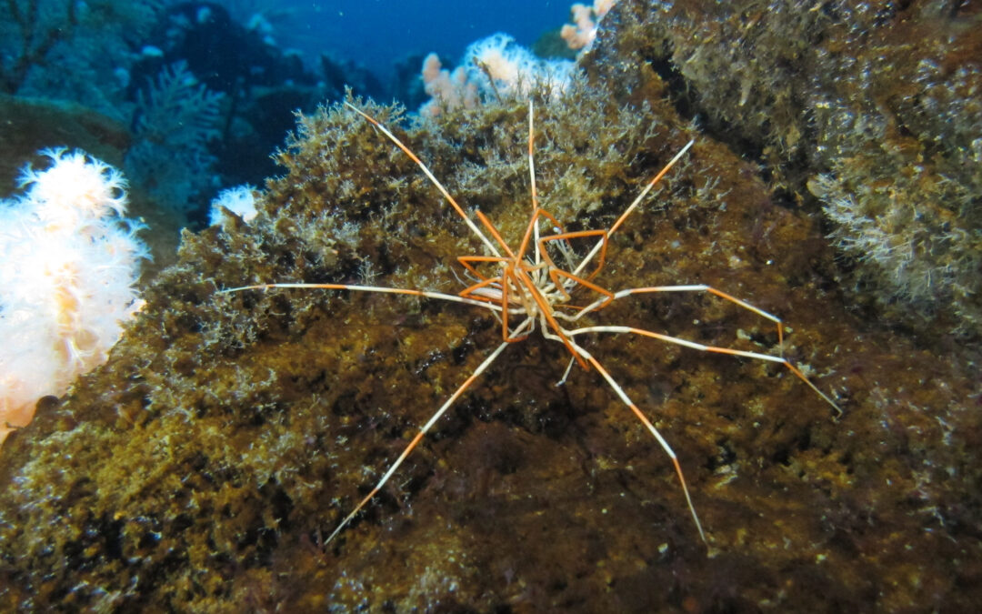 Scienza: svelato il mistero dell’accoppiamento dei ragni marini giganti dell’Antartide