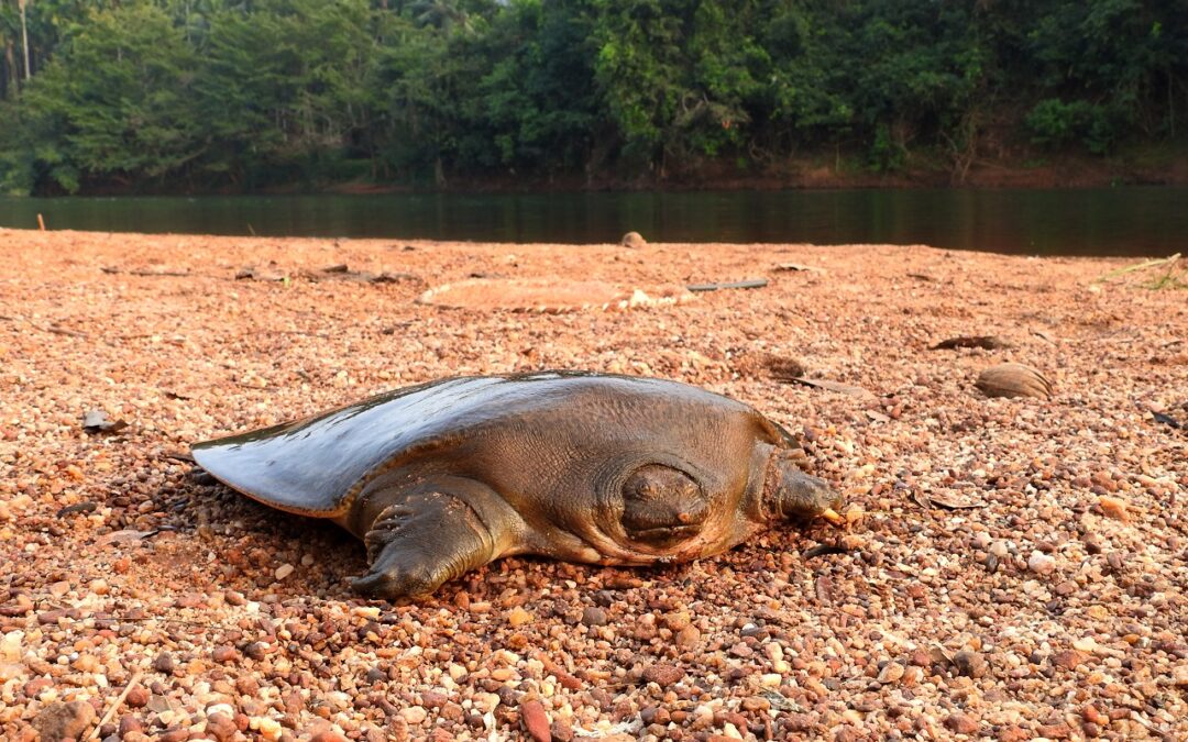 India: prima prova di nidificazione di una tartaruga gigante a rischio di estinzione