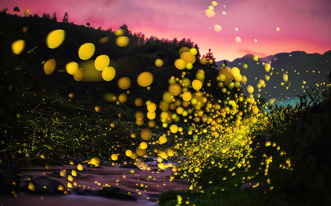 Scoperti i geni che donano alle lucciole la bioluminescenza