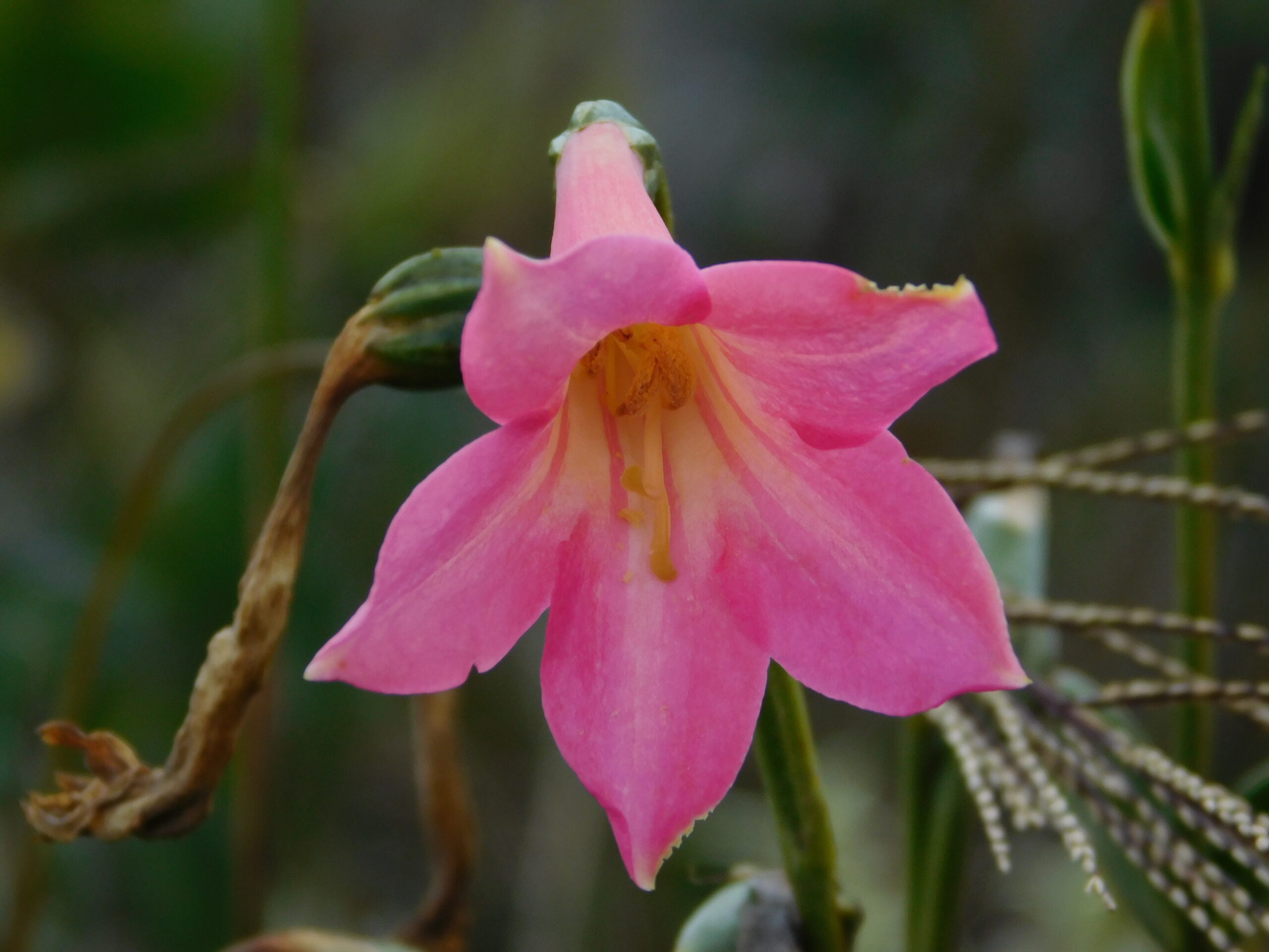 Calolisianthus pedunculatus - si stima che perderà il 28% del suo areale entro il 2040 CREDITO Bruna Campos