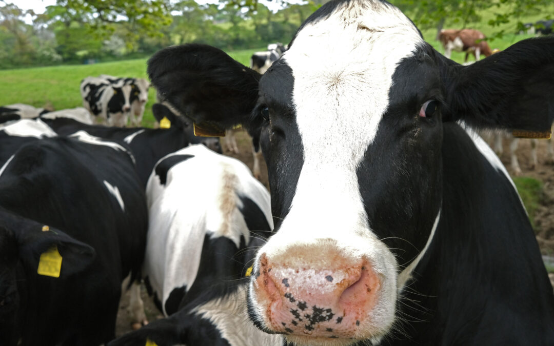 Blocchi covid mettono in evidenza impatto zootecnia su qualità aria in Lombardia