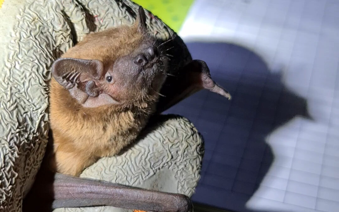 UniTo, basta uno smartphone per registrare il segnale dei pipistrelli