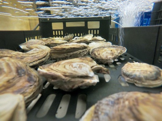 Ispra lancia progetto per ripristinare habitat delle ostriche in Adriatico
