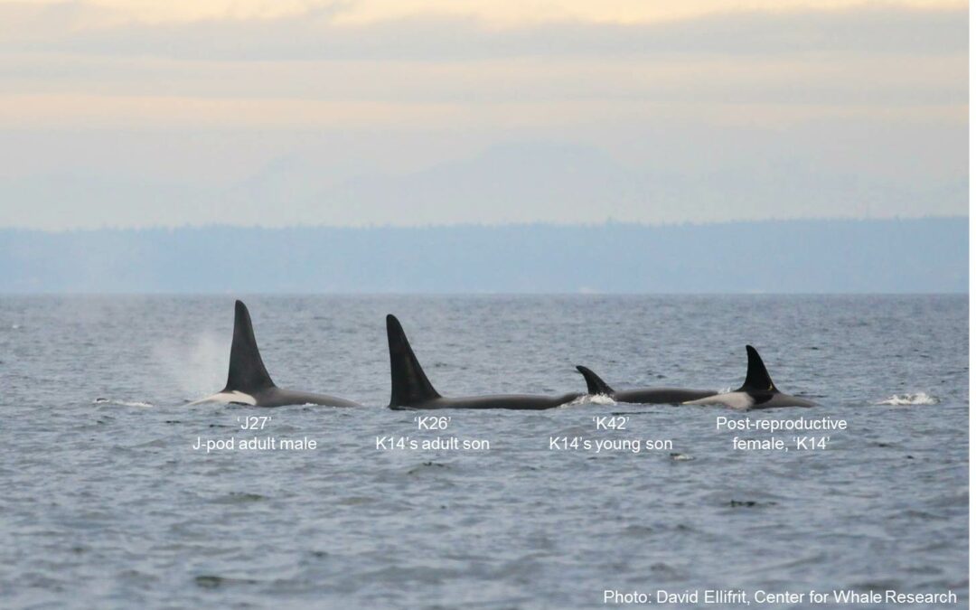 La menopausa delle orche serve a prendersi cura della famiglia
