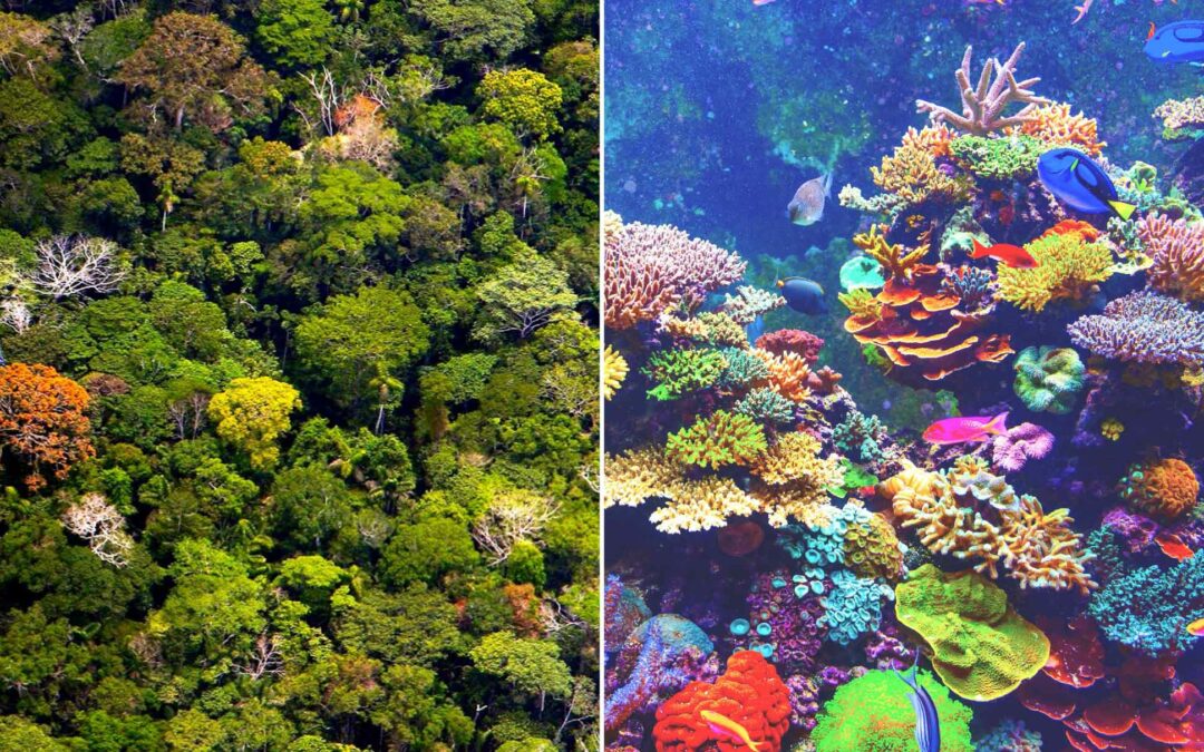 OGS, la biodiversità favorisce la stabilità degli ecosistemi