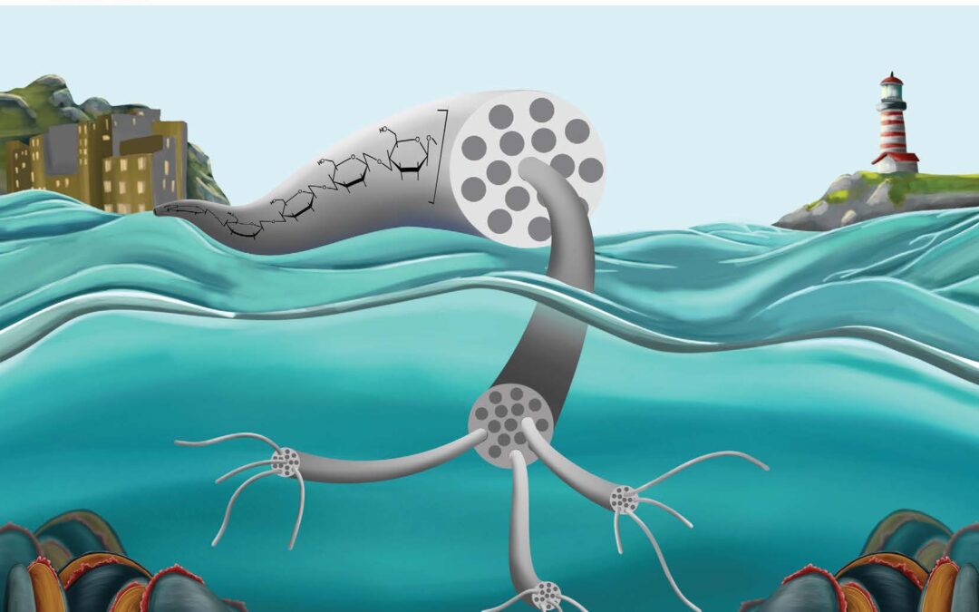 PoliMi, nanocellulosa sempre più sicura per i nostri mari