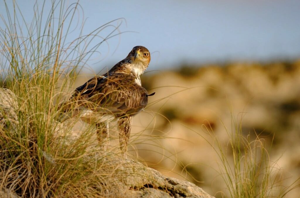 L’aquila del Bonelli è arrivata in Europa grazie ai primi sapiens