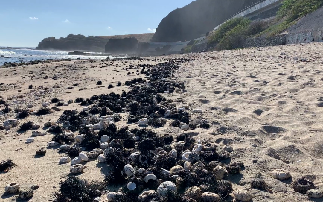 Identificato l’agente patogeno che causa la mortalità di massa dei ricci di mare nel Mar Rosso