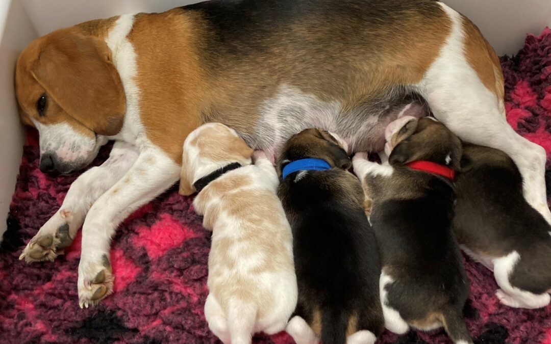 I cuccioli di cane parlano con le mamme con una frequenza speciale