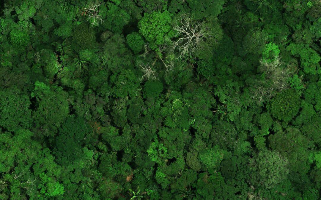 Amazzonia: le siccità persistenti stanno rallentando la ripresa delle foreste meridionali