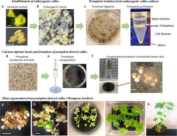 Tecnologia di rigenerazione vegetale non transgenica per la vite