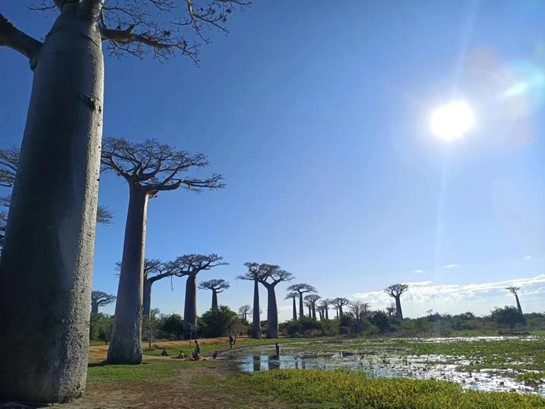 Tutti i baobab vengono dal Madagascar