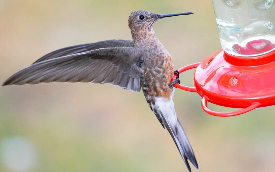 Le notizie e le immagini di scienza, salute, natura, ricerca italiana e mobilità del 13 maggio 2024