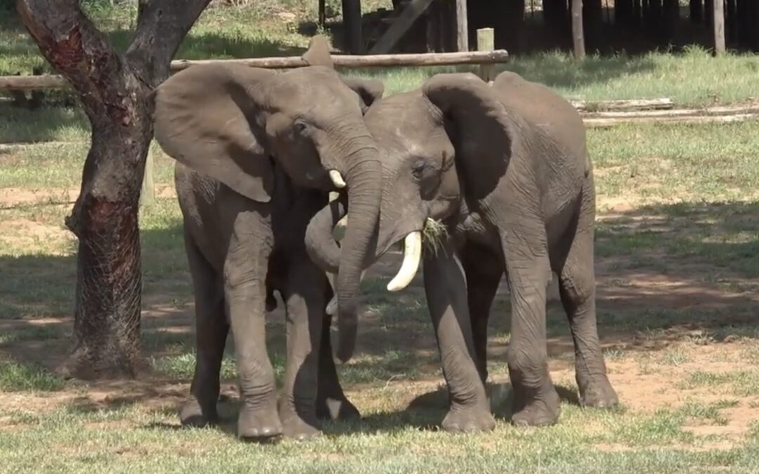 Gli elefanti africani si salutano in modo diverso se l’interlocutore li guarda o meno