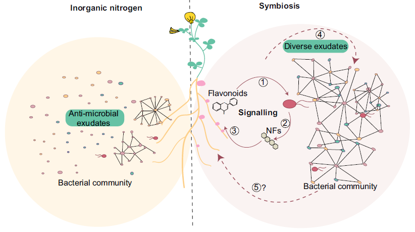 Nature Communications: ruolo chiave della comunicazione pianta-batteri per l’assemblaggio di un microbioma vegetale sano