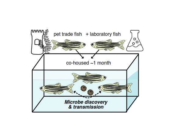 Plos Biology: scoperto un nuovo virus nel pesce zebra, pericoloso per gli animali da laboratorio