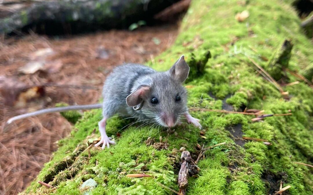 Singoli topolini ladruncoli fanno crescere intere foreste