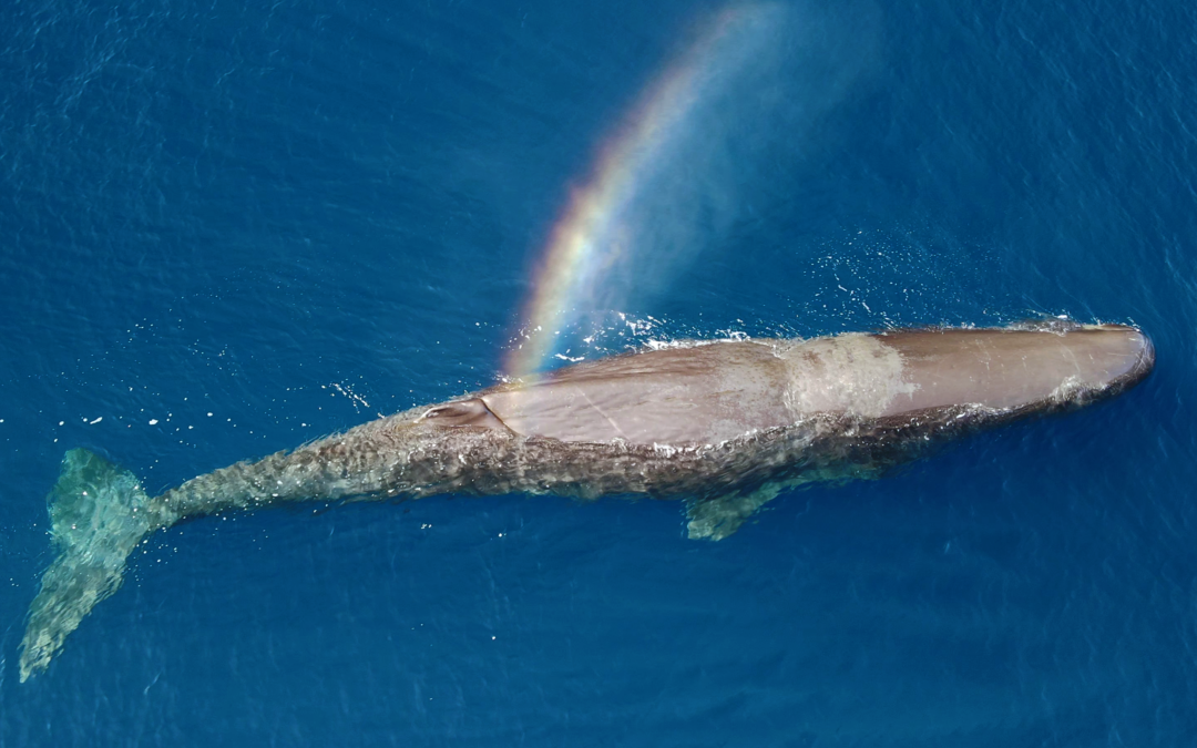 Il viaggio di una giovane balena rivela le minacce nel Mediterraneo