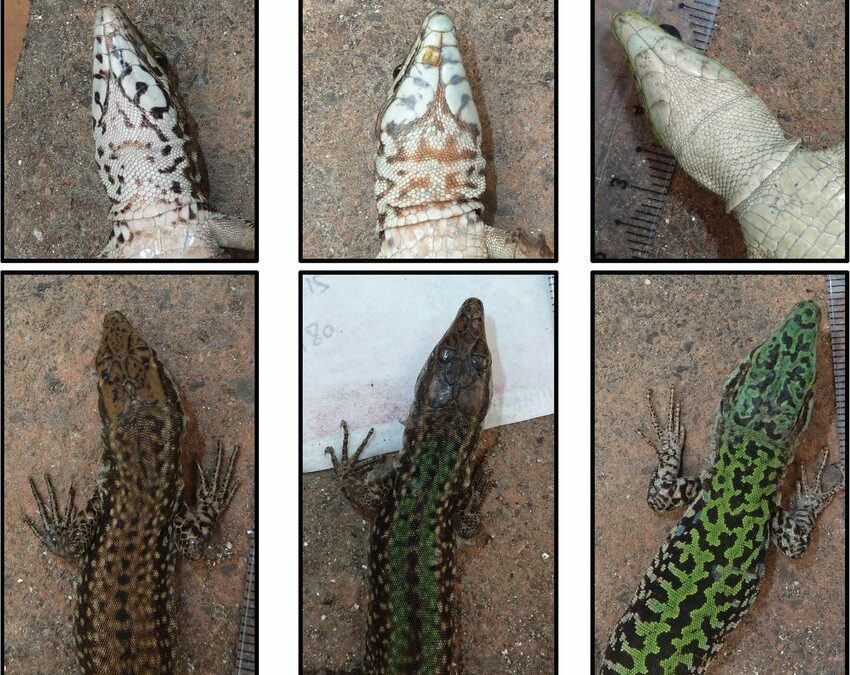 LIFE EOLIZARD: genetica conferma bassa ibridazione a Capo grosso, buone notizie per il progetto di ripopolamento