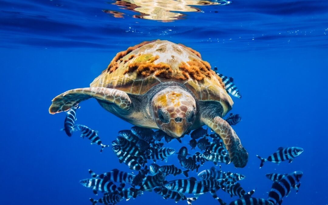 Giornata della biodiversità, due concorsi fotografici per fauna del Mediterraneo