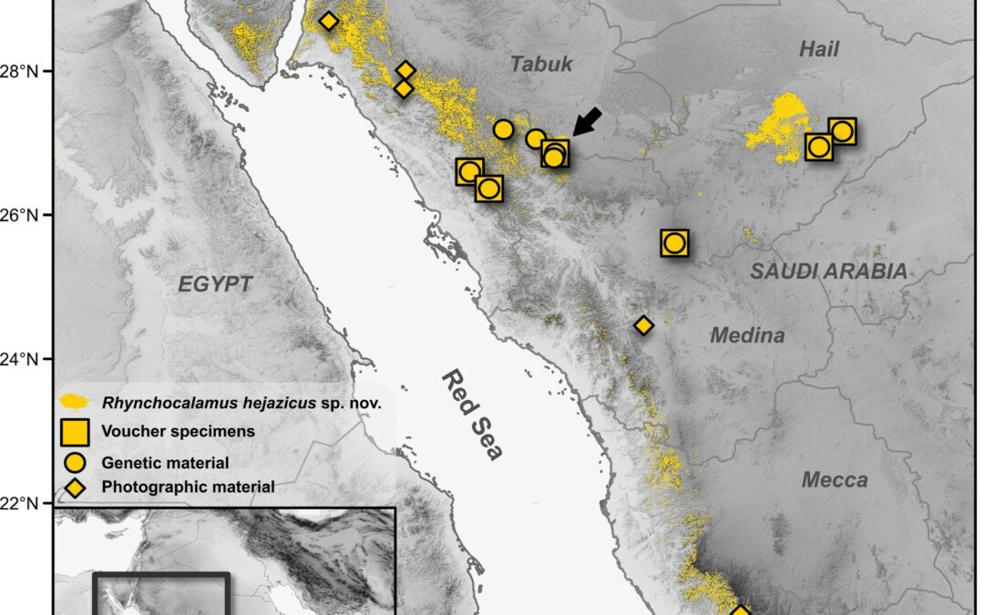 Nuova specie di serpenti proveniente dalla penisola arabica