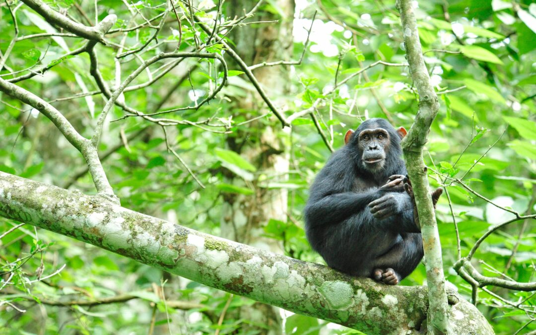 Tutelare le aree protette è il primo passo per proteggere la biodiversità