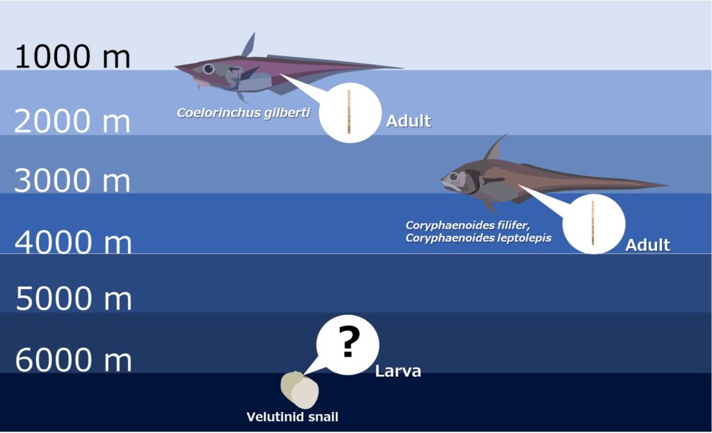 Journal of Helminthology: Identificazione delle specie di trematodi di acque profonde più profonde registrate al mondo