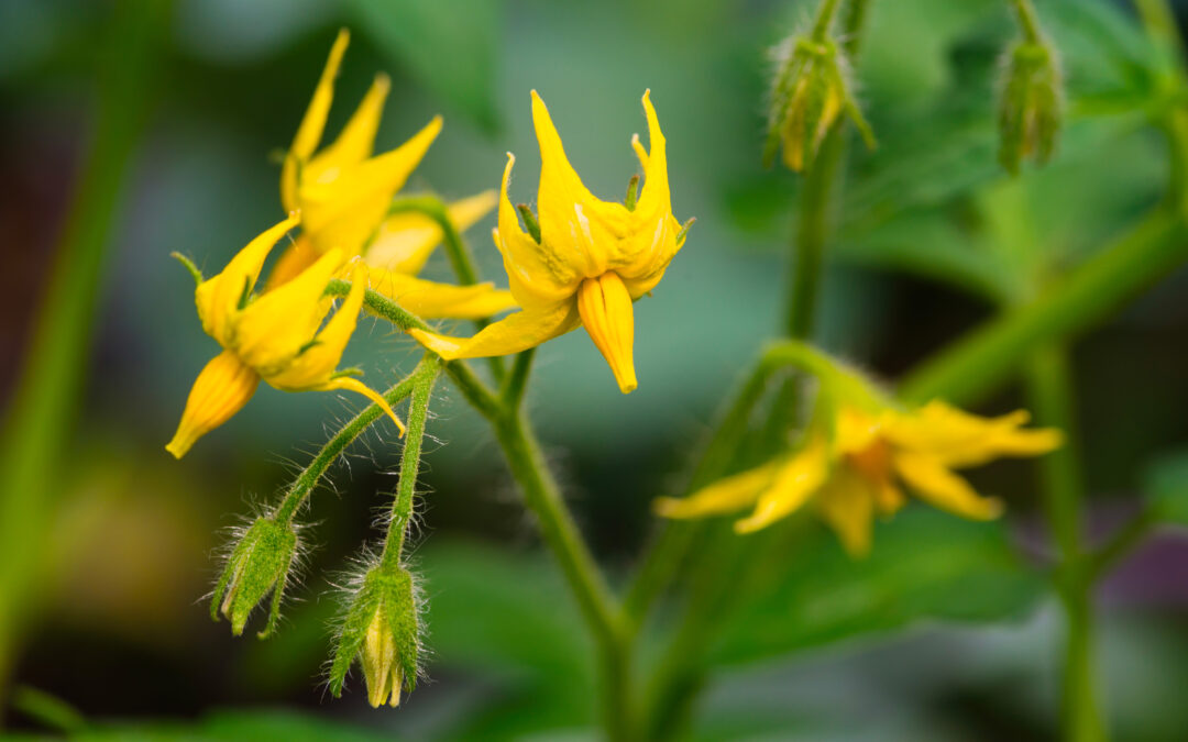 UniTo, ricercatori scoprono nuovo meccanismo che regola fioritura pomodoro