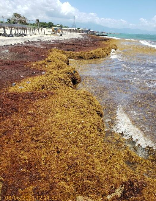 PNAS: svelata la biochimica del sargassum