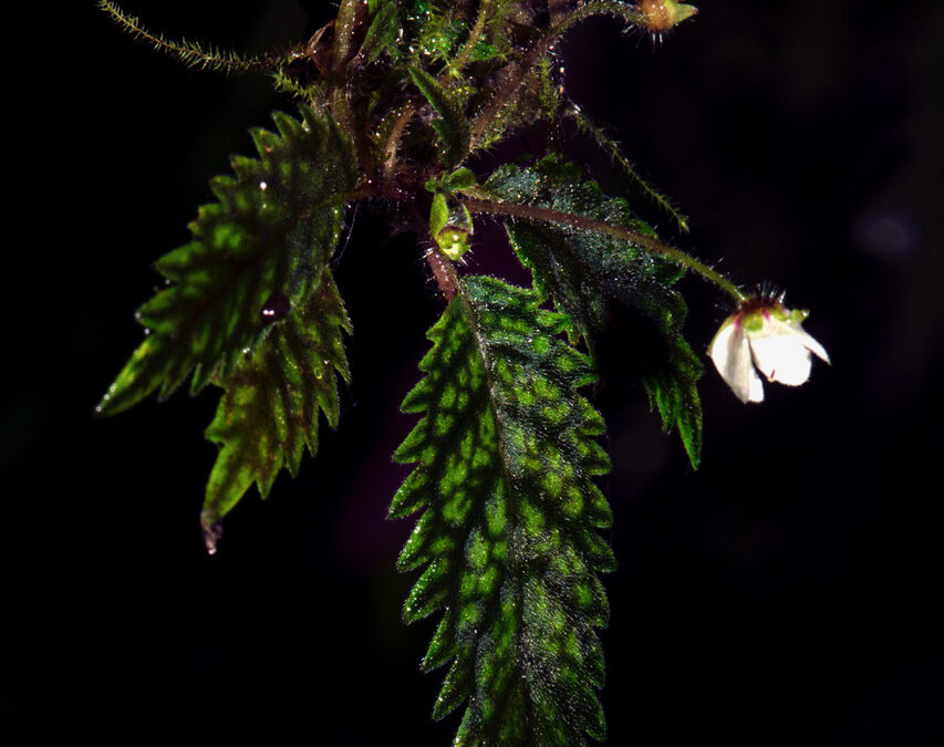 PhytoKeys: Que vive Centinela! Una minuscola nuova specie di pianta riafferma la “miracolosa” sopravvivenza della splendida biodiversità dell’Ecuador occidentale