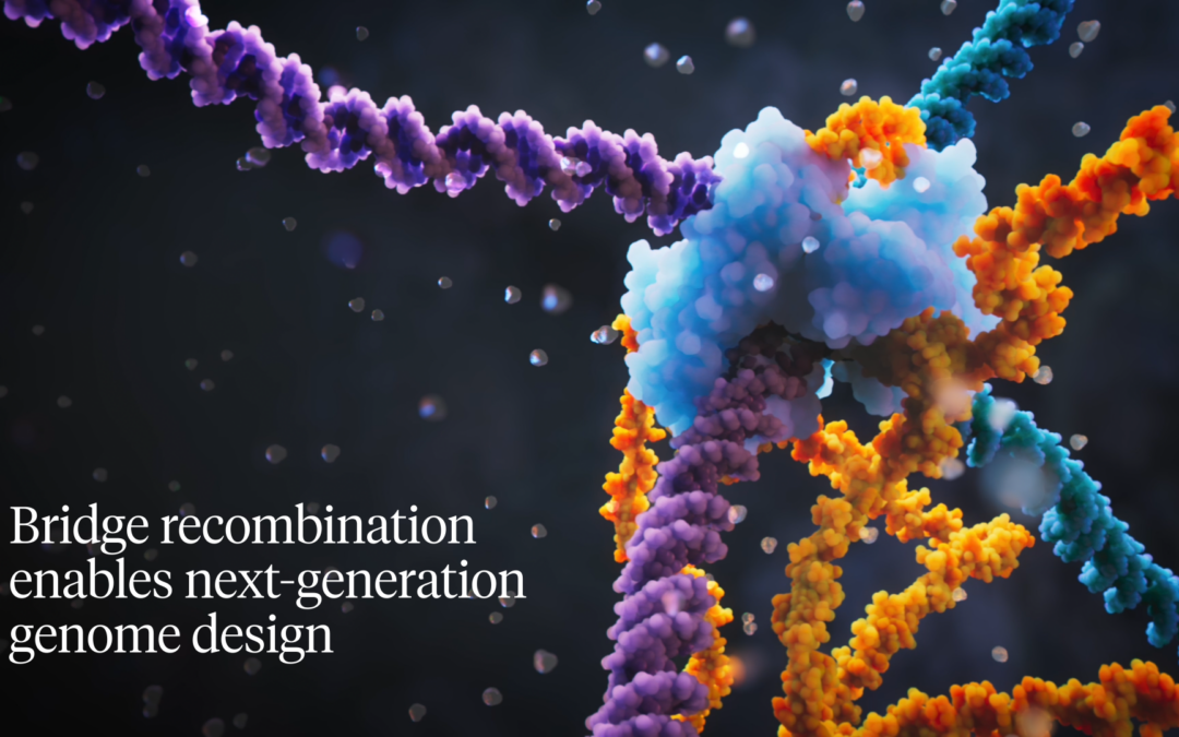 Il ponte a RNA è meglio della CRISPR/Cas9 per modificare il DNA