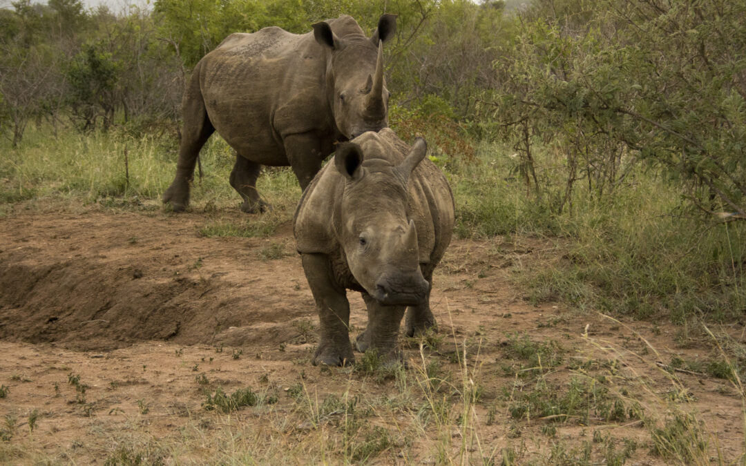 Africa, decornare i rinoceronti riduce il bracconaggio del 78 %
